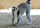 動物図鑑・ワオキツネザルの写真 14